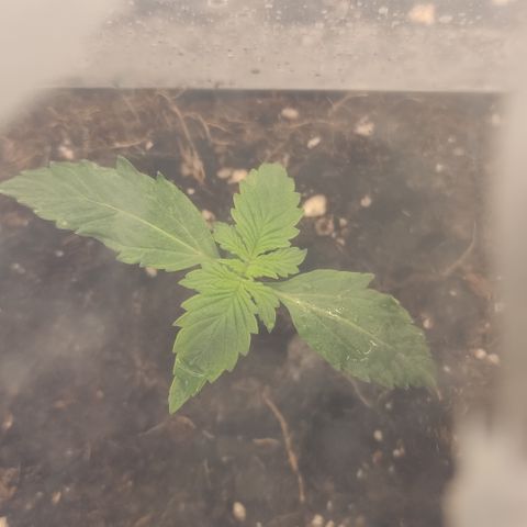 Runtz F1 Auto #1 growlog timeline photo