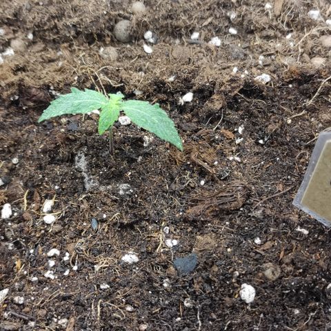 Runtz F1 Auto #1 growlog timeline photo
