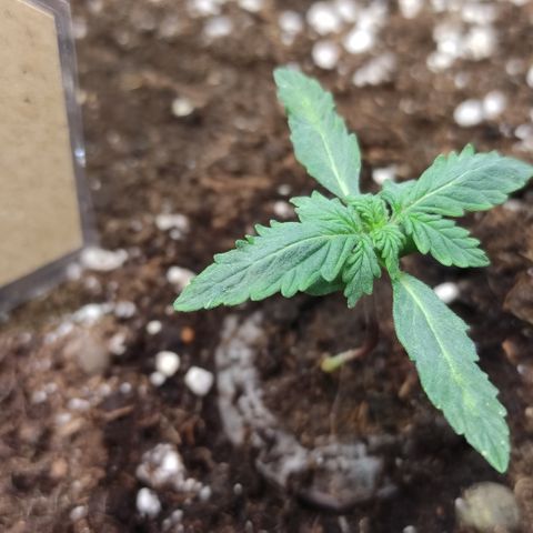 GMO Auto  growlog timeline photo