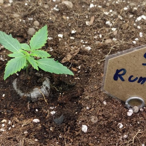 Runtz F1 Auto #1 growlog timeline photo