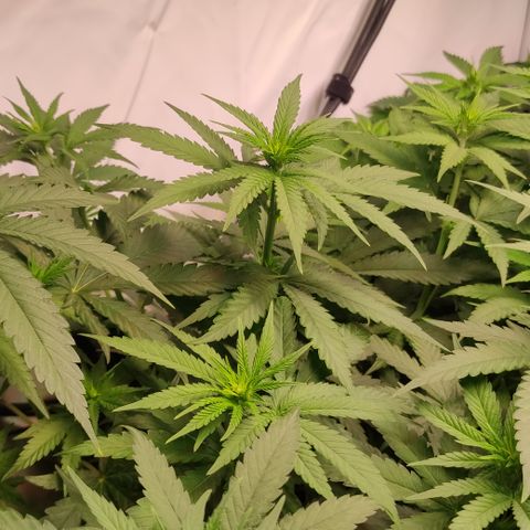 Critical #1 growlog timeline photo