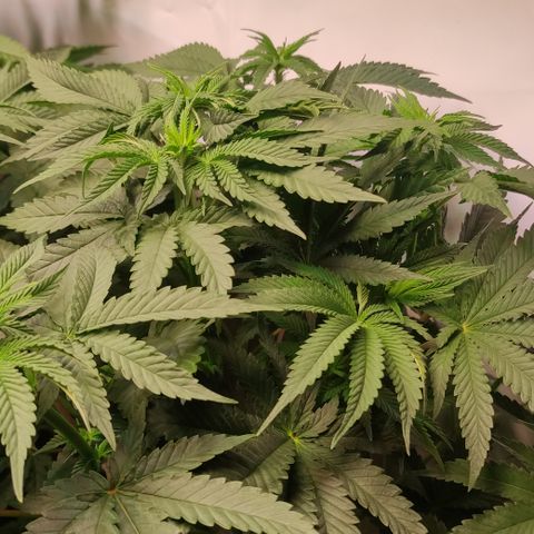 Northern Lights #1 growlog timeline photo