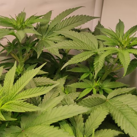 Northern Lights #3 growlog timeline photo