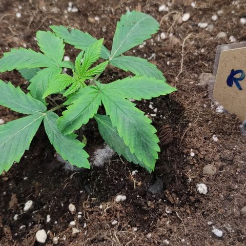 Runtz F1 Auto #1 growlog timeline photo