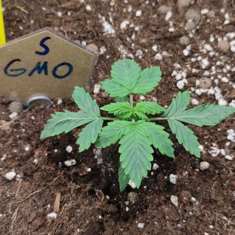 GMO Auto  growlog timeline photo