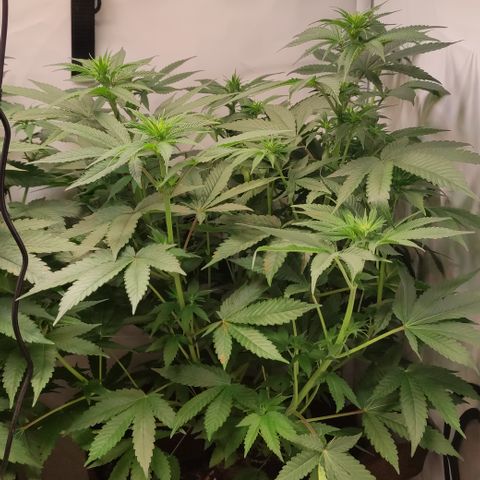 Northern Lights #3 growlog timeline photo