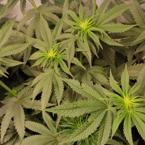 Northern Lights #1 growlog timeline photo