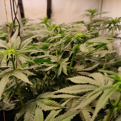 Northern Lights #1 growlog timeline photo