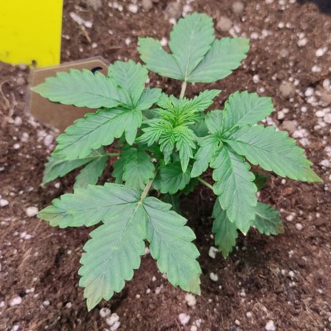 GMO Auto  growlog timeline photo