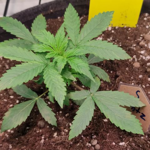 Runtz F1 Auto #1 growlog timeline photo