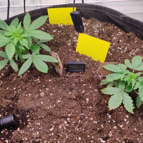Runtz F1 Auto #1 growlog timeline photo