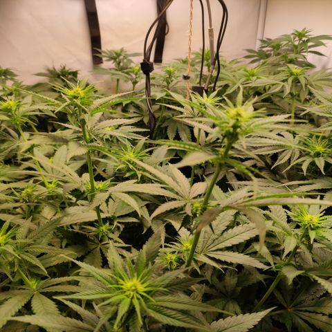 Critical #1 growlog timeline photo