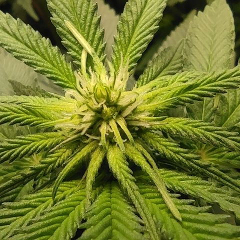 Northern Lights #1 growlog timeline photo