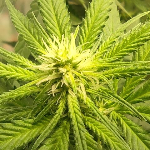 Critical #1 growlog timeline photo