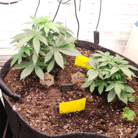 Runtz F1 Auto #1 growlog timeline photo