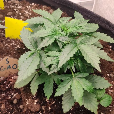 GMO Auto  growlog timeline photo