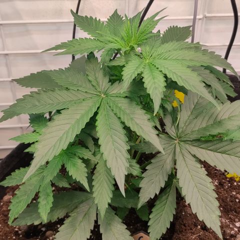 Runtz F1 Auto #1 growlog timeline photo