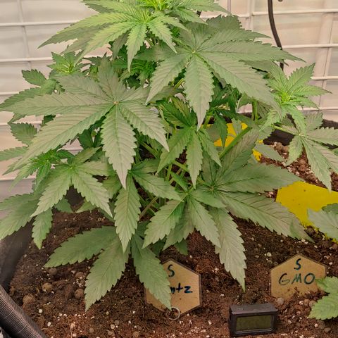 Runtz F1 Auto #1 growlog timeline photo