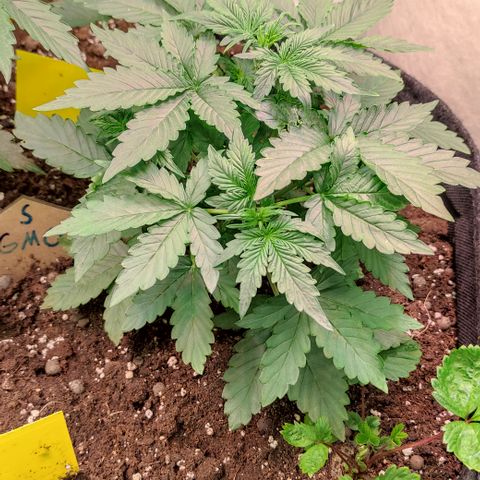 GMO Auto  growlog timeline photo
