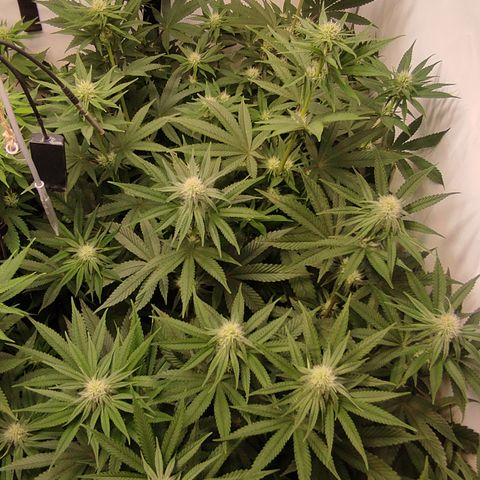Northern Lights #3 growlog timeline photo