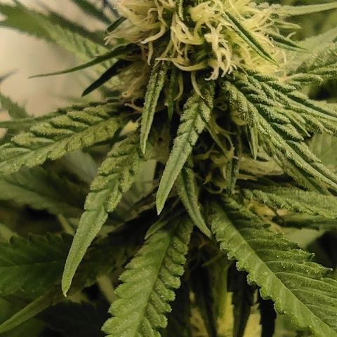 Critical #1 growlog timeline photo