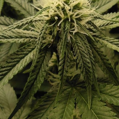 Northern Lights #1 growlog timeline photo