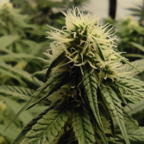 Critical #1 growlog timeline photo