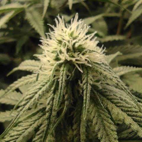 Northern Lights #1 growlog timeline photo