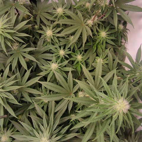 Northern Lights #3 growlog timeline photo