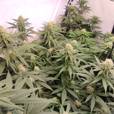Critical #1 growlog timeline photo