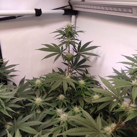 Northern Lights #3 growlog timeline photo