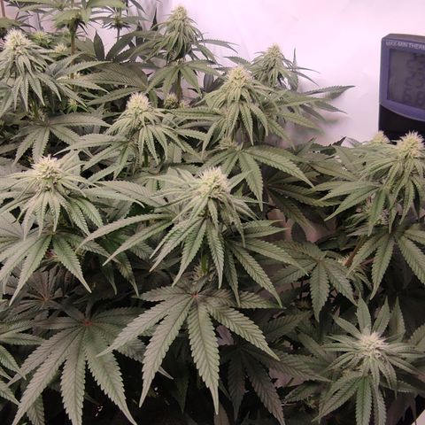 Northern Lights #1 growlog timeline photo