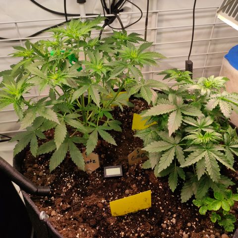 Runtz F1 Auto #1 growlog timeline photo