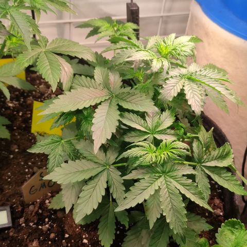 GMO Auto  growlog timeline photo
