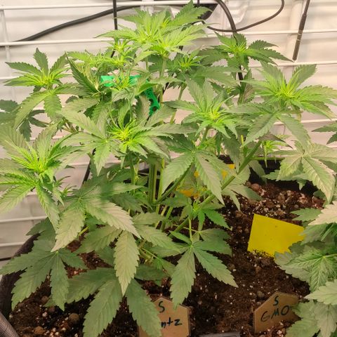 Runtz F1 Auto #1 growlog timeline photo