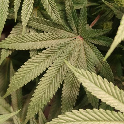 Northern Lights #1 growlog timeline photo