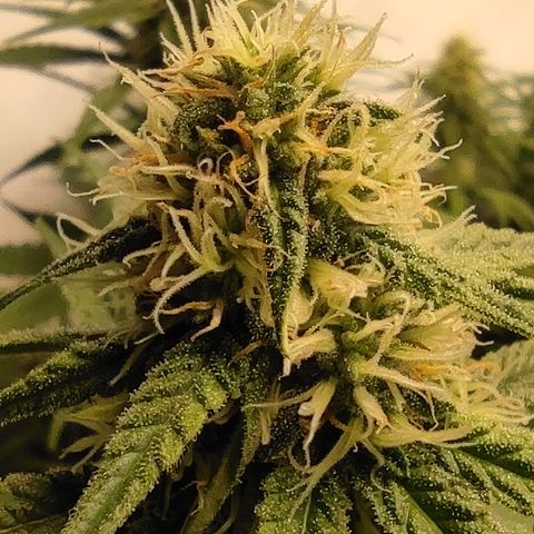 Critical #1 growlog timeline photo
