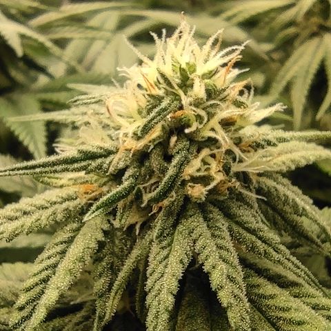 Northern Lights #1 growlog timeline photo