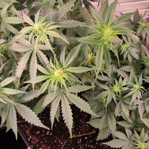 Runtz F1 Auto #1 growlog timeline photo