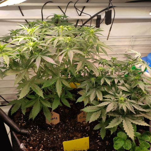 Runtz F1 Auto #1 growlog timeline photo