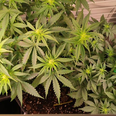 Runtz F1 Auto #1 growlog timeline photo