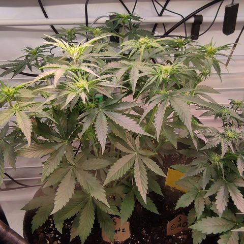 Runtz F1 Auto #1 growlog timeline photo