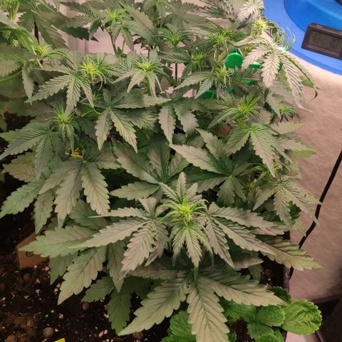 GMO Auto  growlog timeline photo