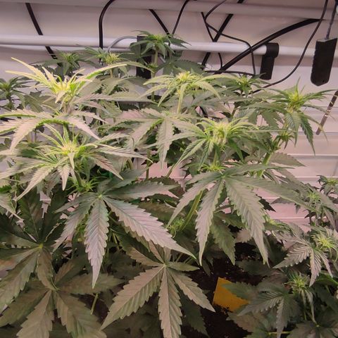 Runtz F1 Auto #1 growlog timeline photo