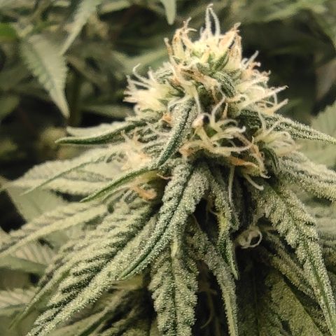 Northern Lights #1 growlog timeline photo