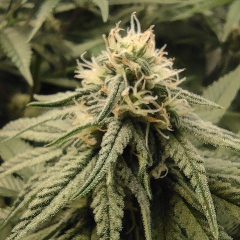 Northern Lights #1 growlog timeline photo