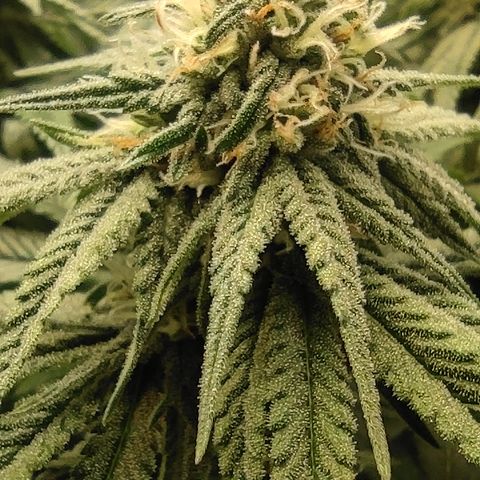 Northern Lights #1 growlog timeline photo