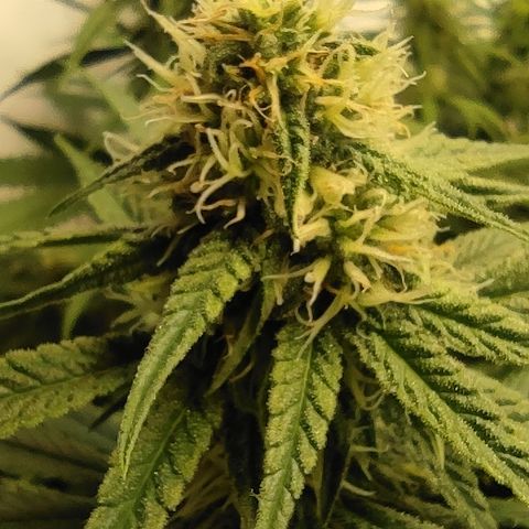 Critical #1 growlog timeline photo