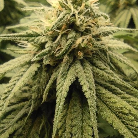 Northern Lights #1 growlog timeline photo