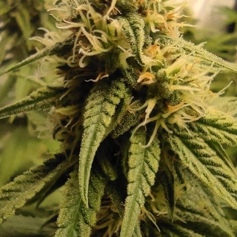 Critical #1 growlog timeline photo
